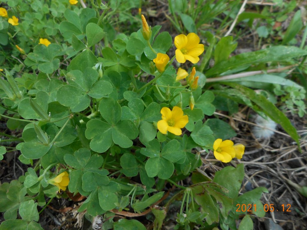 ブログ 学習塾 Tomatoスクール